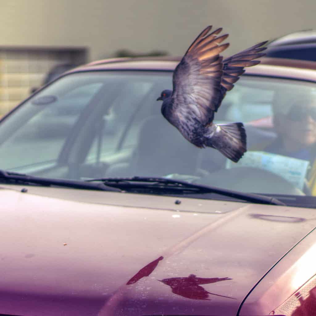 Bird Damaging Car 